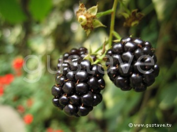 Les derniers fruits "rouges" de l'année