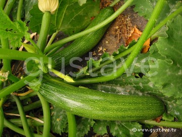 Premières courgettes