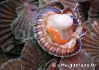 Les coquilles Saint-Jacques